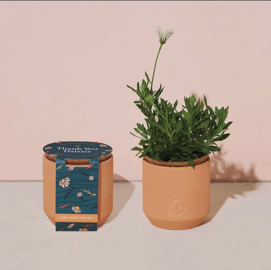 Tiny Terracotta Kit-Thank You Daisys